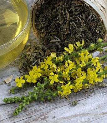 Зеленый чай с Репешком