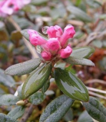 Сагандайля 10 гр