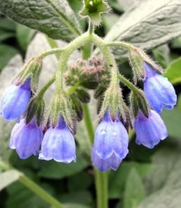 Окопник (живость, костолом) 50 гр