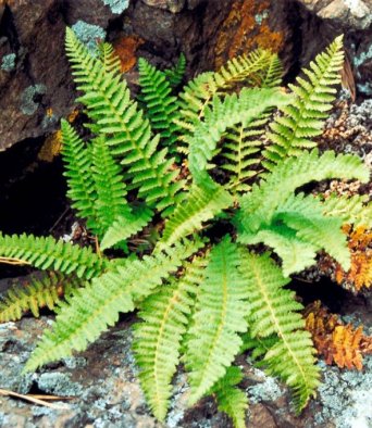 Зверобой каменный 20 гр