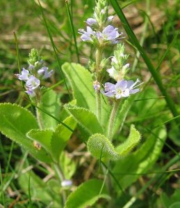 Вероника 30 гр