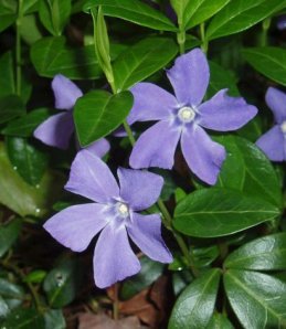 Барвинок малый 30 гр