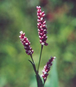 Горец почечуйный 50 гр