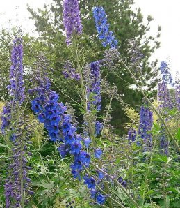 Живокость 25 гр