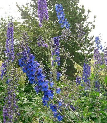 Живокость 25 гр