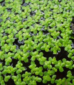 Ряска малая 10 гр