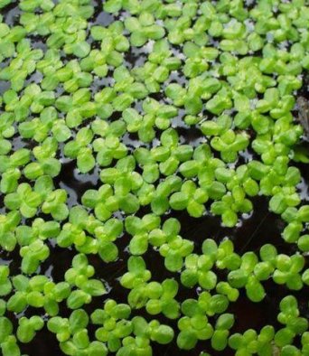 Ряска малая 10 гр